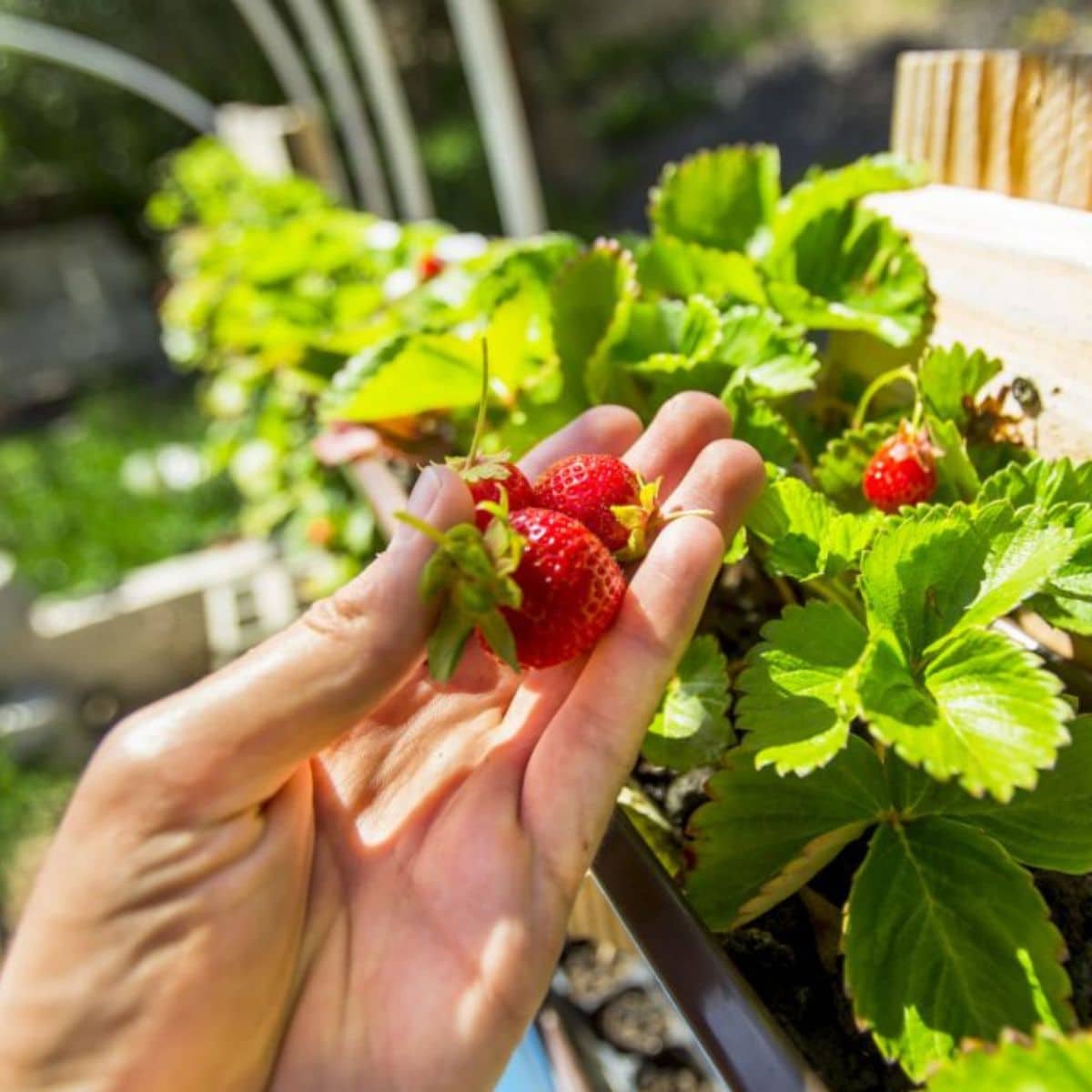 How To Grow A Bumper Crop Of Strawberries In A Small Space  