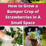 How to Grow a Bumper Crop of Strawberries in A Small Space pinterest image.