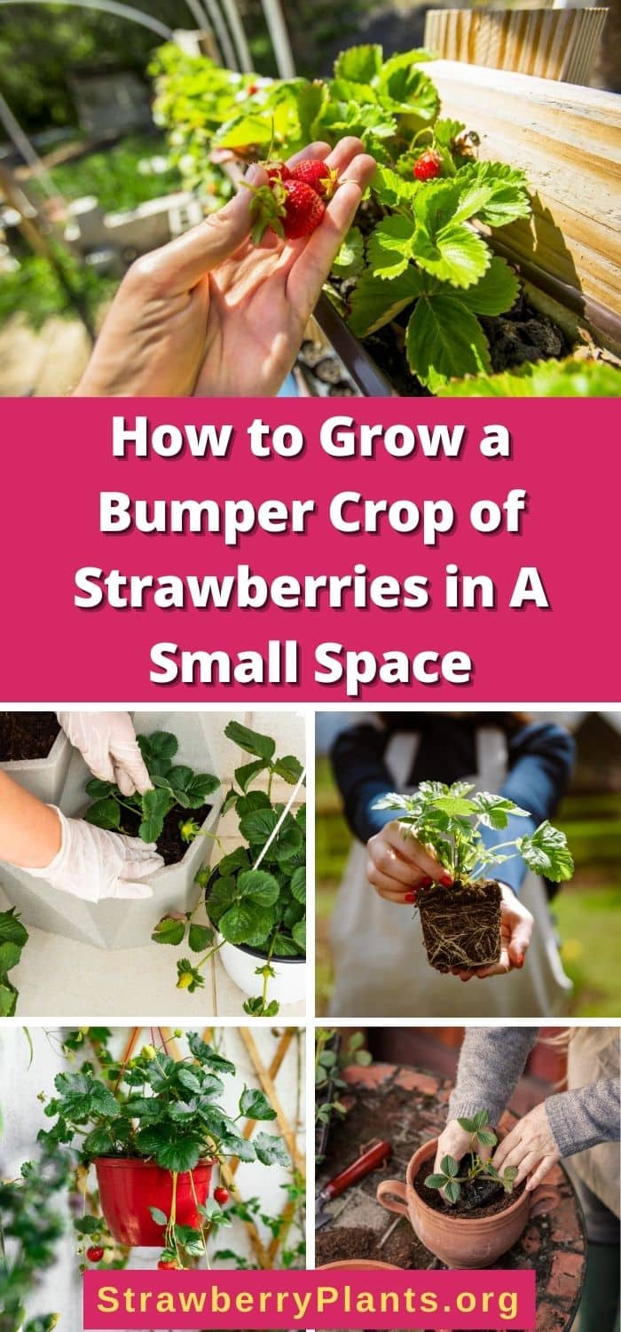 How To Grow A Bumper Crop Of Strawberries In A Small Space Strawberry