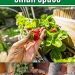 How to Grow a Bumper Crop of Strawberries in A Small Space pinterest image.