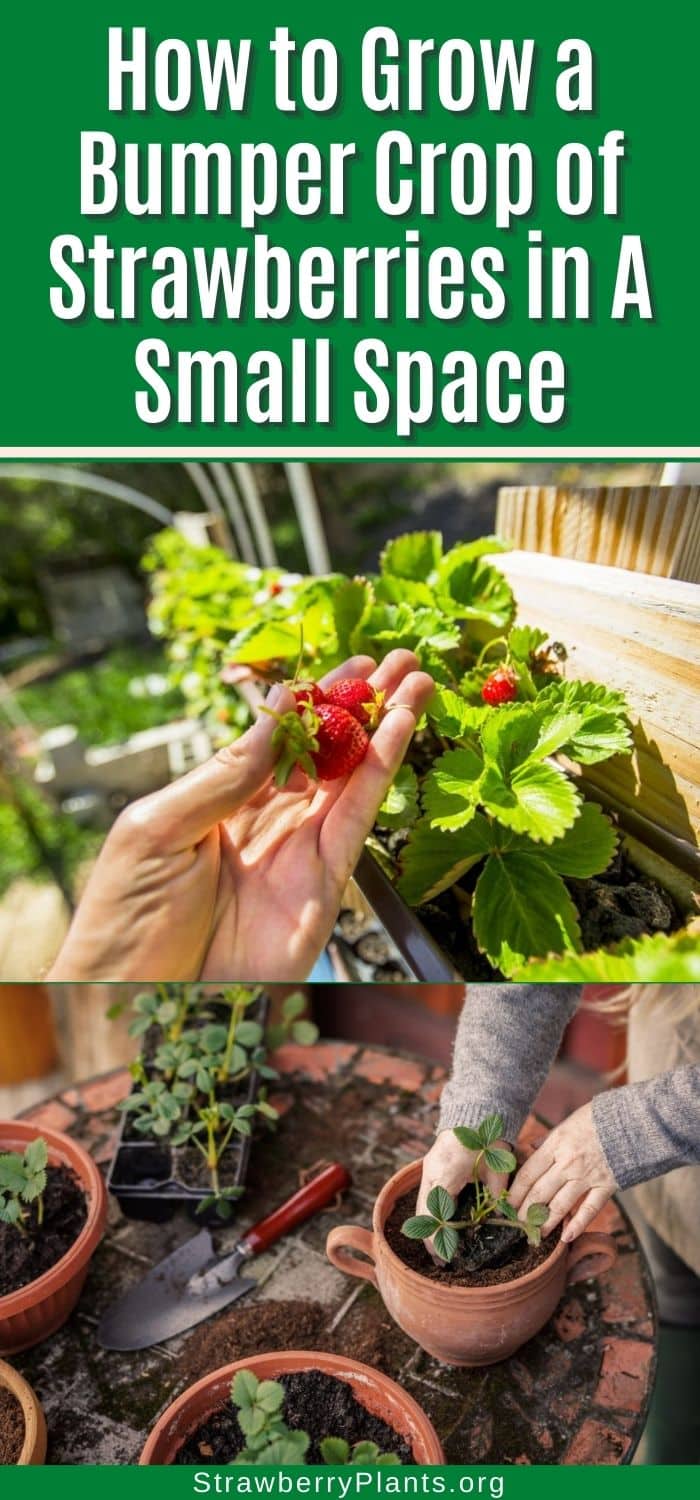 How to Grow a Bumper Crop of Strawberries in A Small Space Strawberry