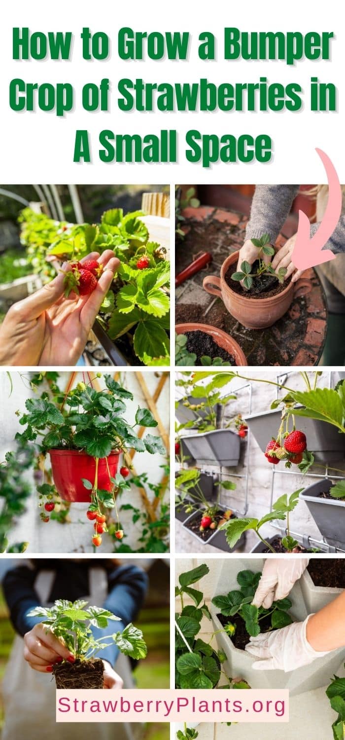 Fresh strawberries growing in small pots on a sunny balcony, urban gardening success