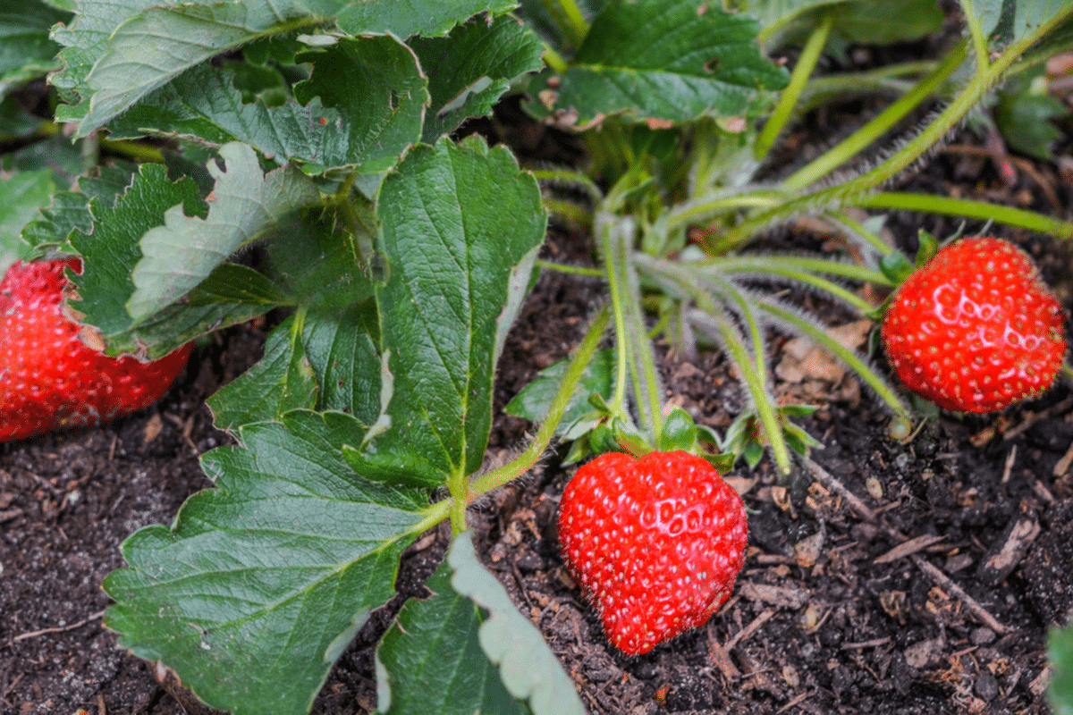 Strawberry plant with ripe fruits on soil