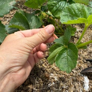 A gardener is holding a strawberry runner.