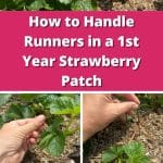 How to Handle Runners in a 1st Year Strawberry Patch pinterest image
