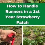 How to Handle Runners in a 1st Year Strawberry Patch pinterest image