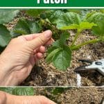 How to Handle Runners in a 1st Year Strawberry Patch pinterest image