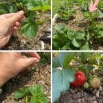 How to Handle Runners in a 1st Year Strawberry Patch pinterest image