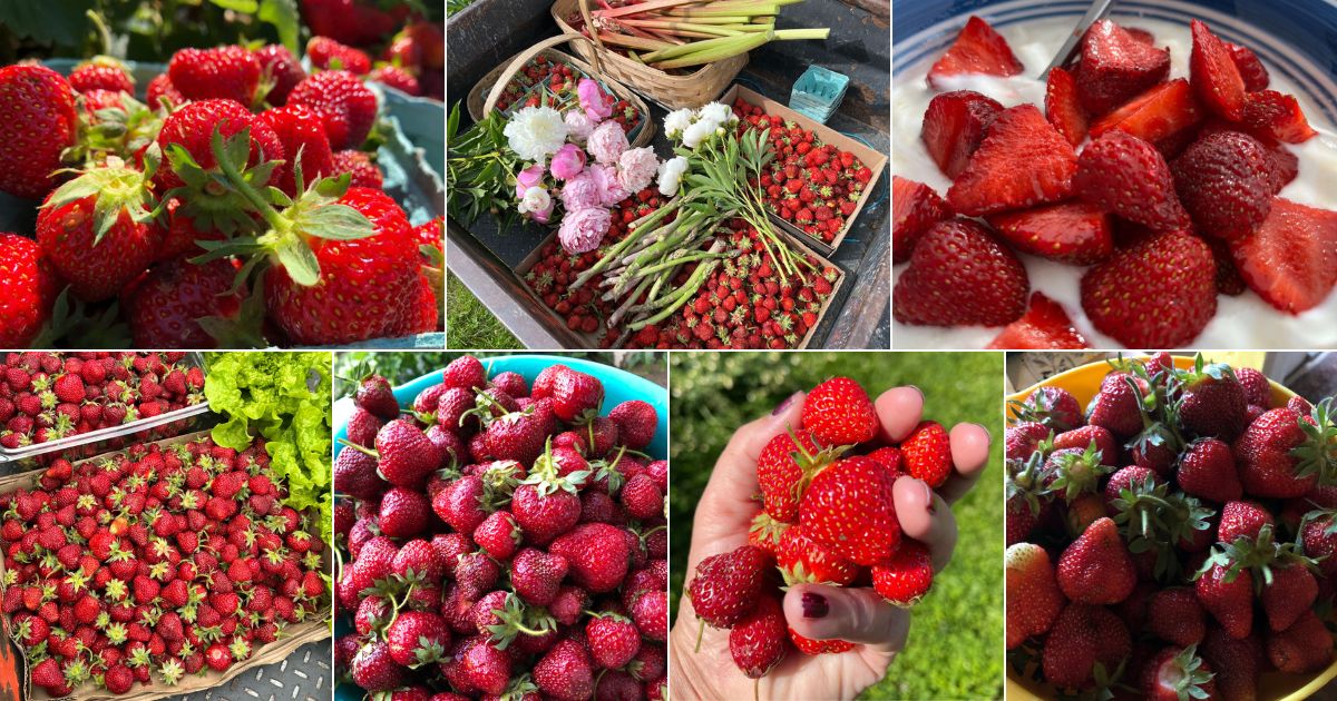 How to Handle Strawberries After Picking Strawberry Plants
