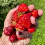 A hand holding a bunch of freshly picked ripe strawberries.