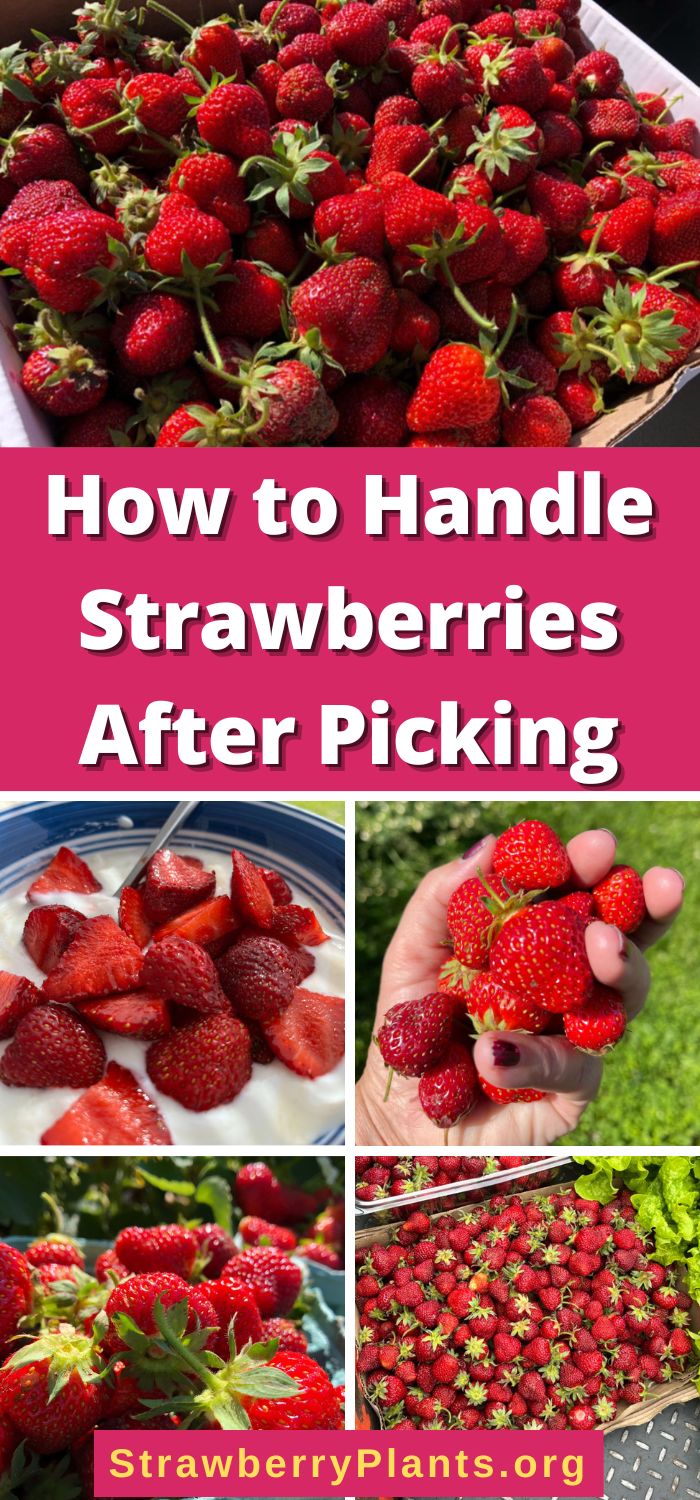 How to Handle Strawberries After Picking Strawberry Plants