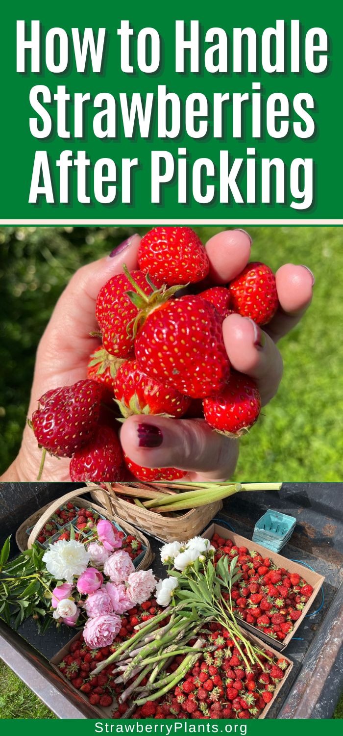 How to Handle Strawberries After Picking Strawberry Plants