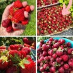 How to Handle Strawberries After Picking pinterest image.