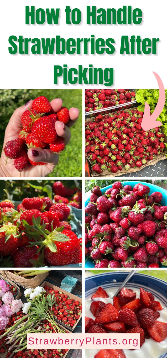 How to Handle Strawberries After Picking Strawberry Plants