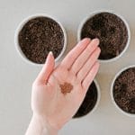 Strawberry seeds on a palm over pots with soil.