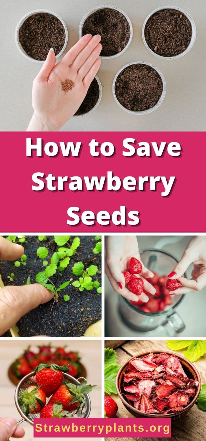 How to Save Strawberry Seeds Strawberry Plants