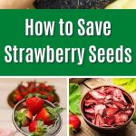 How to Save Strawberry Seeds pinterest image.