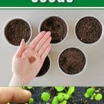 How to Save Strawberry Seeds pinterest image.