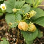 Everbearing strawberry plant with unripe fruits.