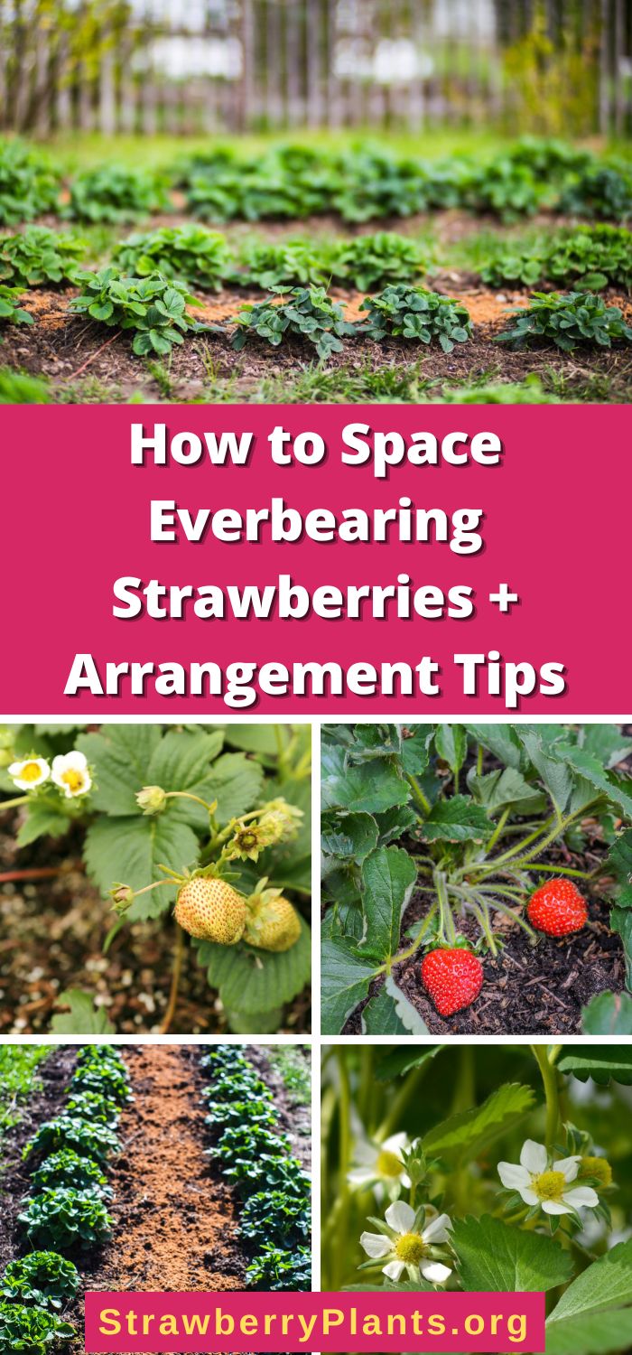 How to Space Everbearing Strawberries + Arrangement Tips – Strawberry ...