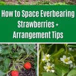 How to Space Everbearing Strawberries + Arrangement Tips pinterest image.