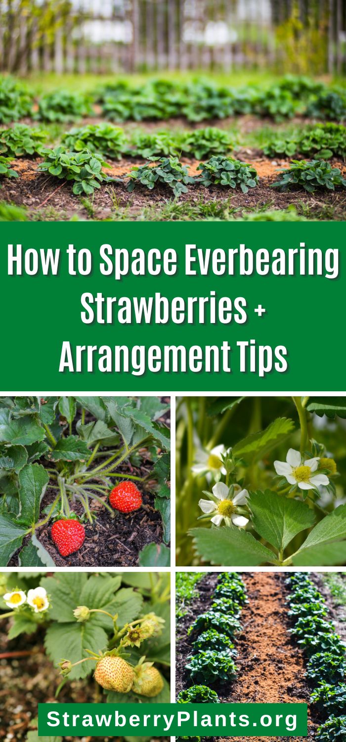 How to Space Everbearing Strawberries + Arrangement Tips Strawberry