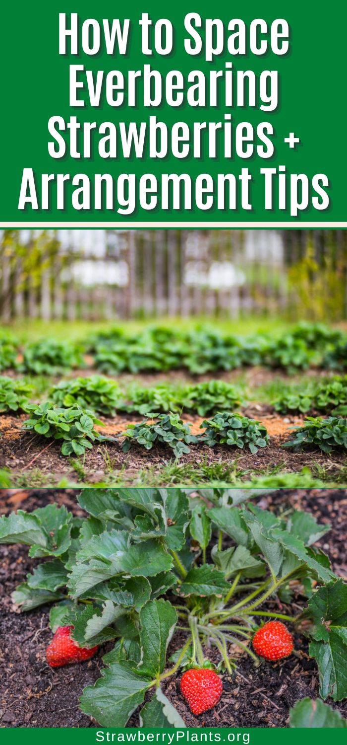 How to Space Everbearing Strawberries + Arrangement Tips Strawberry