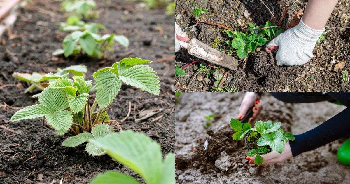 How to Space JuneBearing Strawberries + Arrangement Tips Strawberry