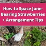 How to Space June-Bearing Strawberries + Arrangement Tips pinterest image.
