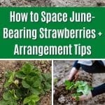 How to Space June-Bearing Strawberries + Arrangement Tips pinterest image.