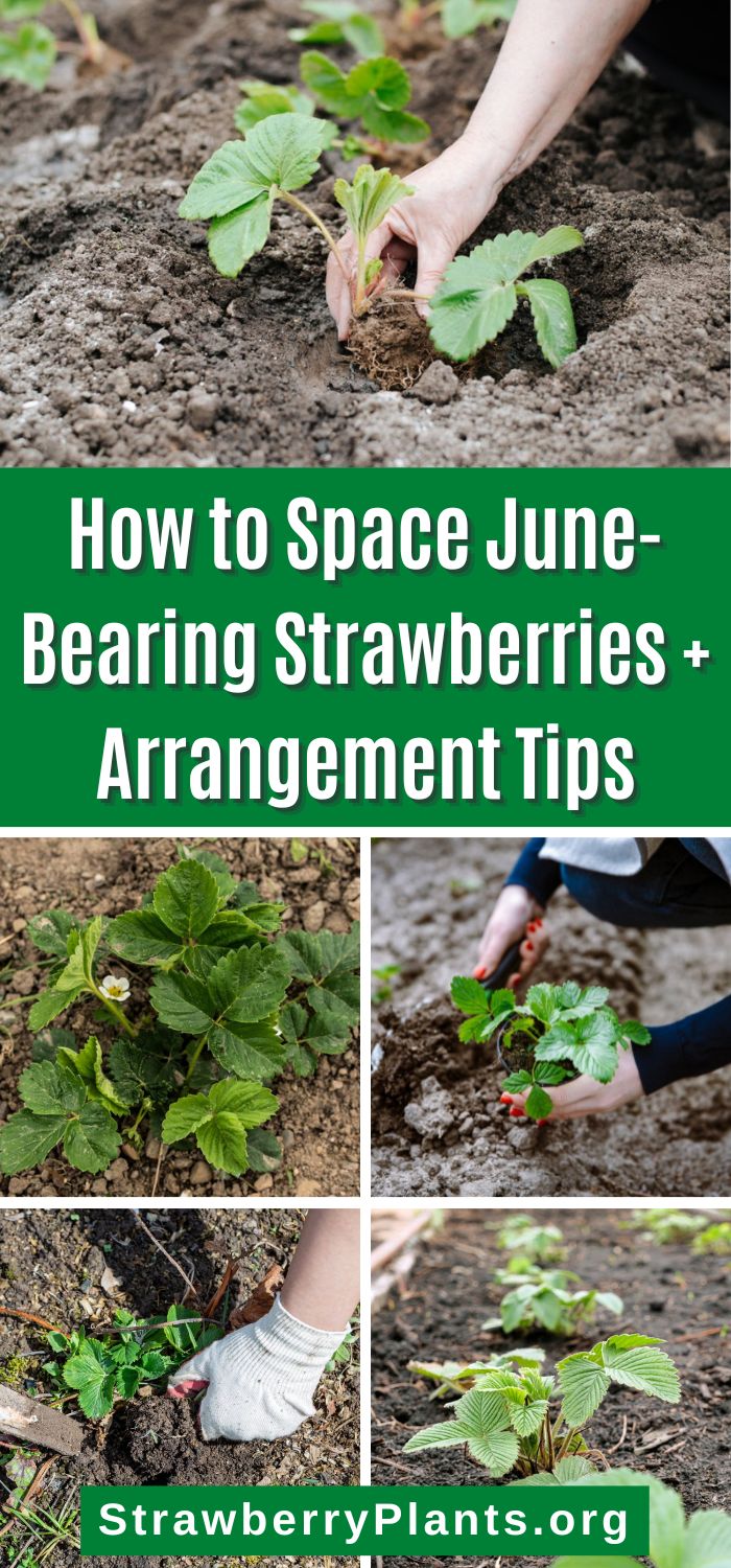 How to Space JuneBearing Strawberries + Arrangement Tips Strawberry