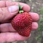 Freshly picked ripe strawberry held by hand.