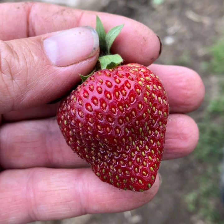 Strawberry Picking (Guide) Strawberry Plants