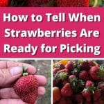 How to Tell When Strawberries Are Ready for Picking pinterest image.