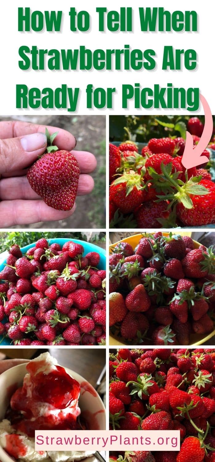 How to Tell When Strawberries Are Ready for Picking