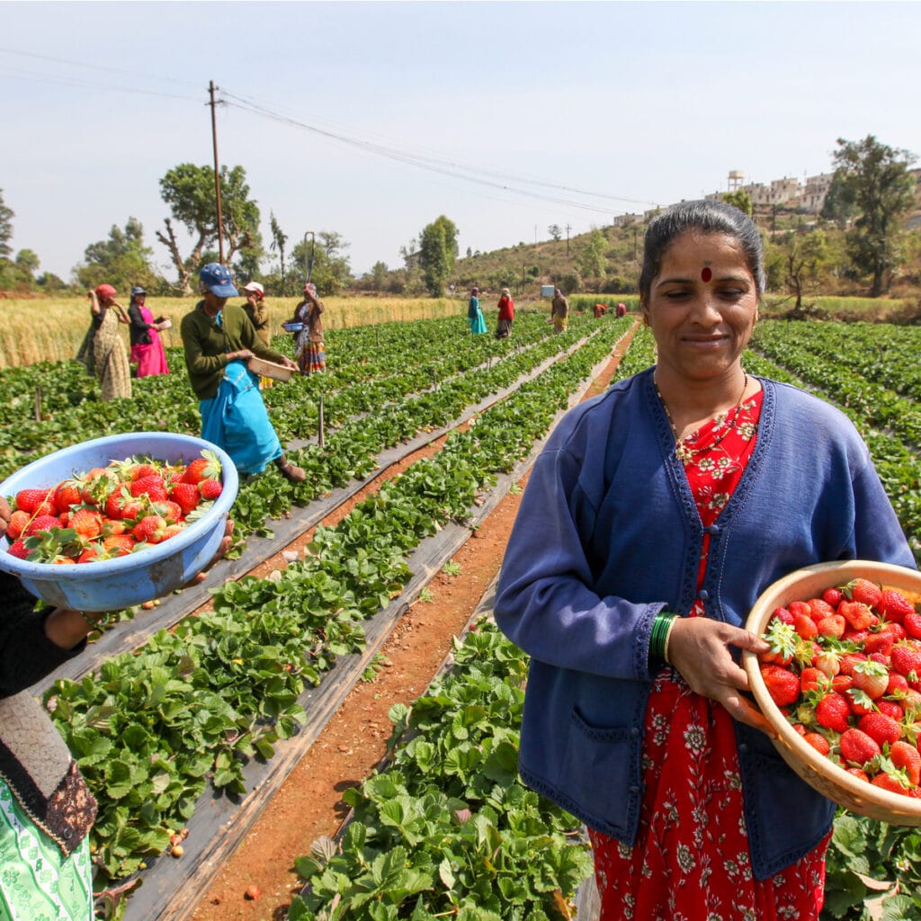 Life Cycle of Strawberry Plants The Definitive Guide (Updated 2022)