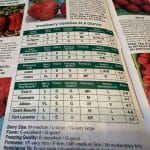 Strawberry plants catalogue