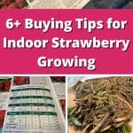 6+ Buying Tips for Indoor Strawberry Growing pinterest image