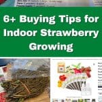 6+ Buying Tips for Indoor Strawberry Growing pinterest image