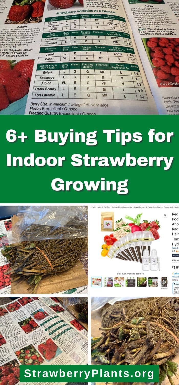 6+ Buying Tips for Indoor Strawberry Growing – Strawberry Plants