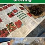 6+ Buying Tips for Indoor Strawberry Growing pinterest image