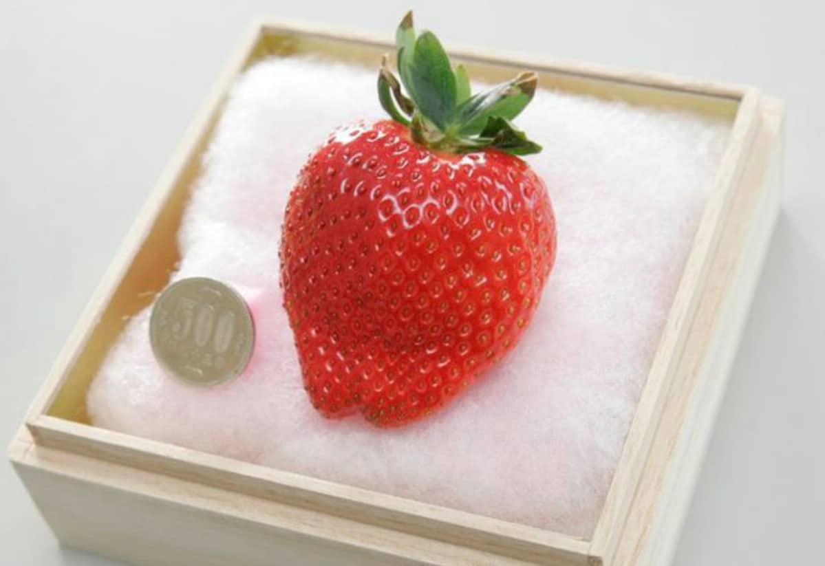 Expensive Japanese strawberry