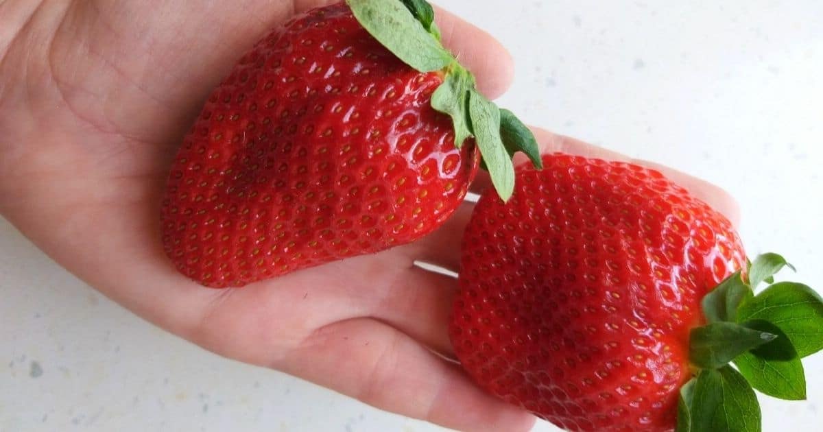 japanese-strawberry-growing-secrets-or-why-they-cost-500-per-piece