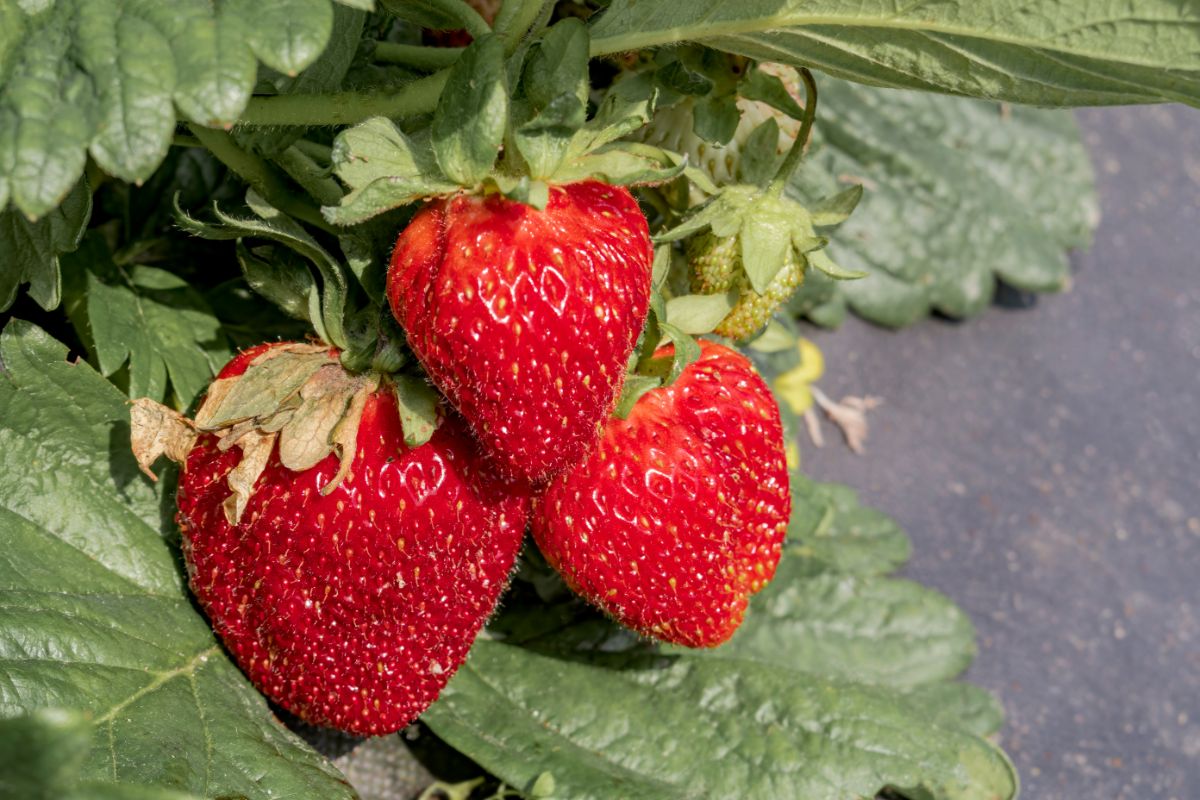 Three ripe strawberries hanging on a plants close-up.
