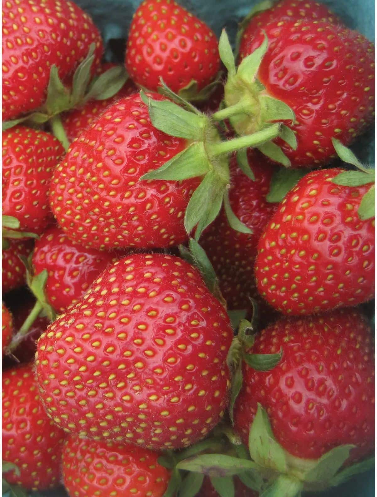Bunch of fresh ripe jewel strawberries.