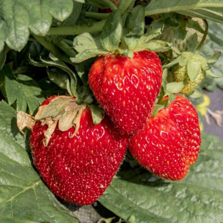 Camarosa Strawberry Variety Info And Grow Guide Strawberry Plants