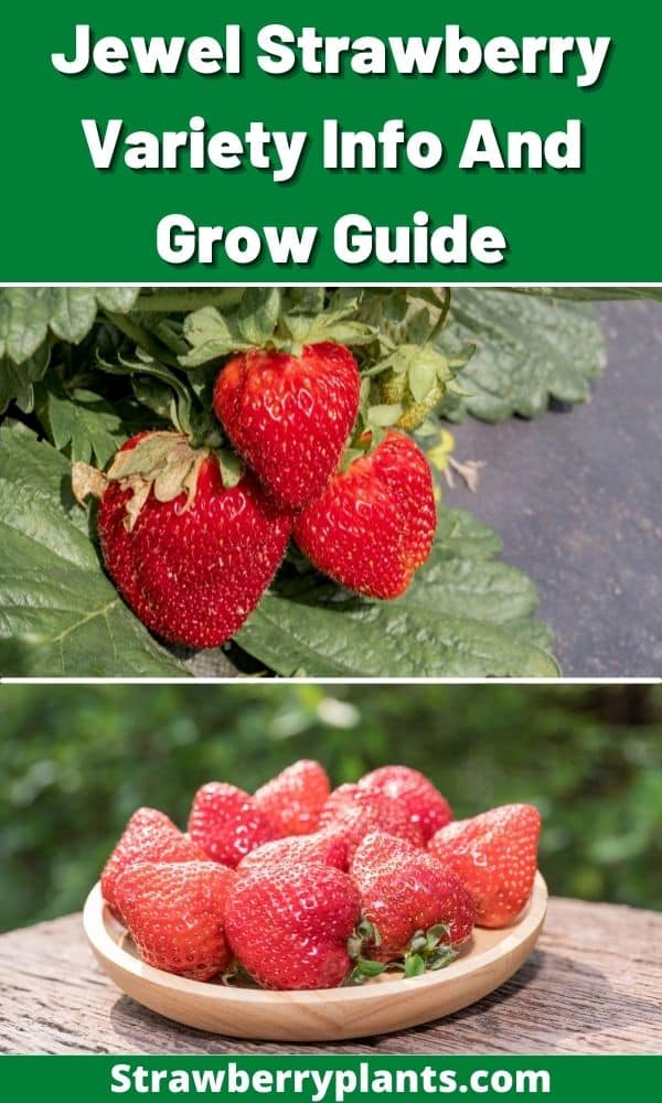 Jewel Strawberry Variety Info And Grow Guide Strawberry Plants