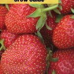 Jewel Strawberry Variety Info And Grow Guide pinterest image.