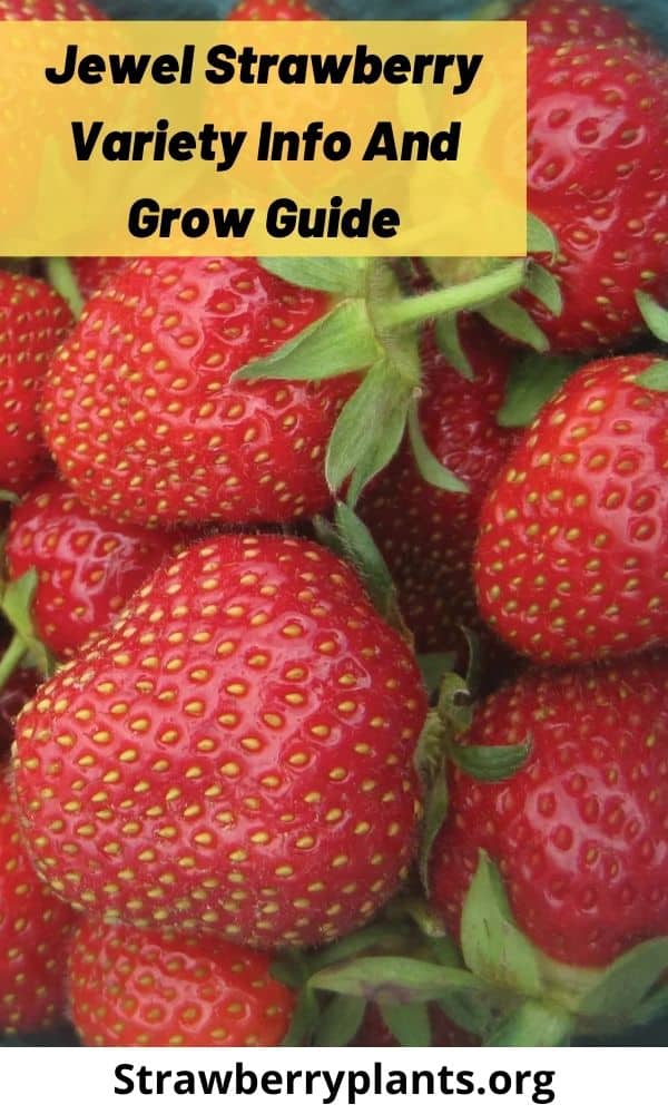 Jewel Strawberry Variety Info And Grow Guide Strawberry Plants