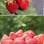Jewel Strawberry Variety Info And Grow Guide pinterest image.